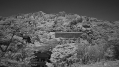 新緑 彩づく山