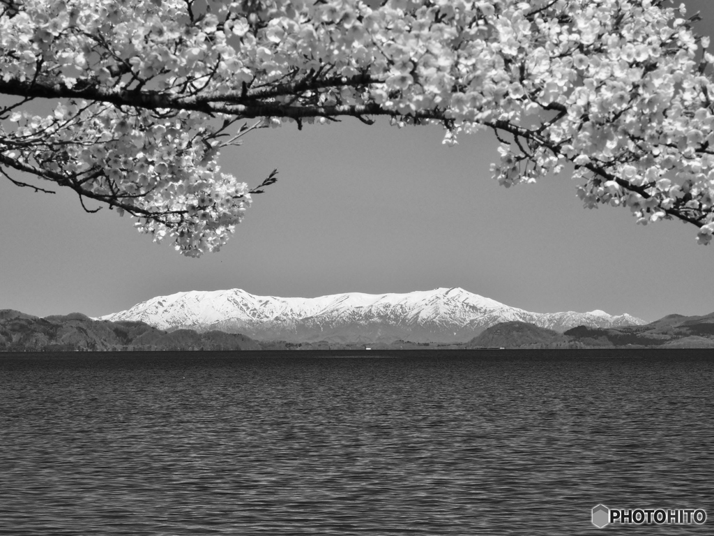 桜とコラボ