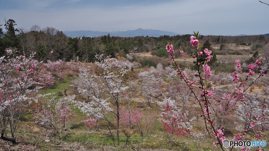 桜の園