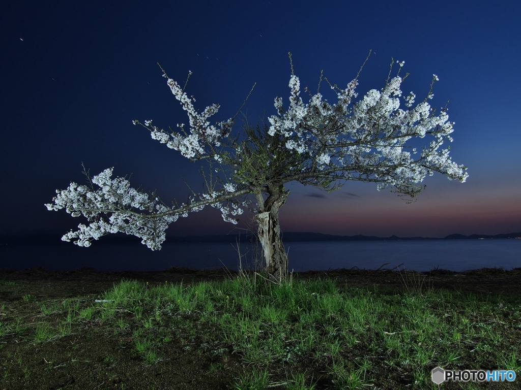 湖畔の桜