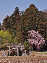 桜が咲いたよ！