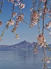 磐梯山としだれ桜