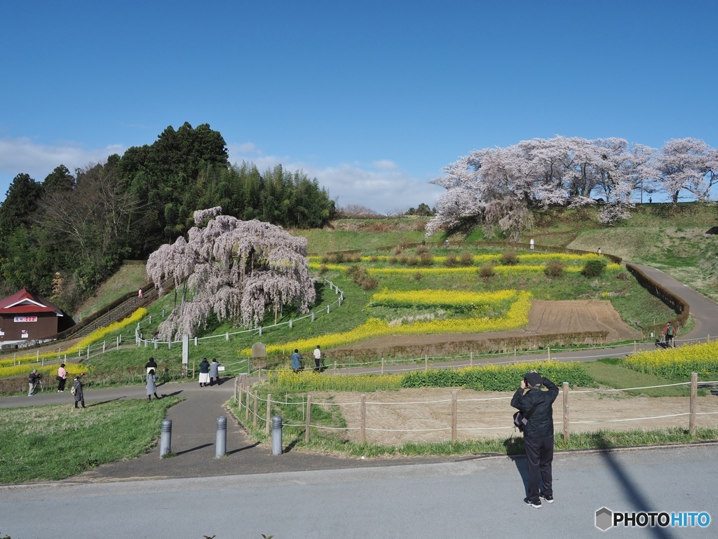 今日の滝桜