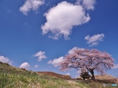 一本桜