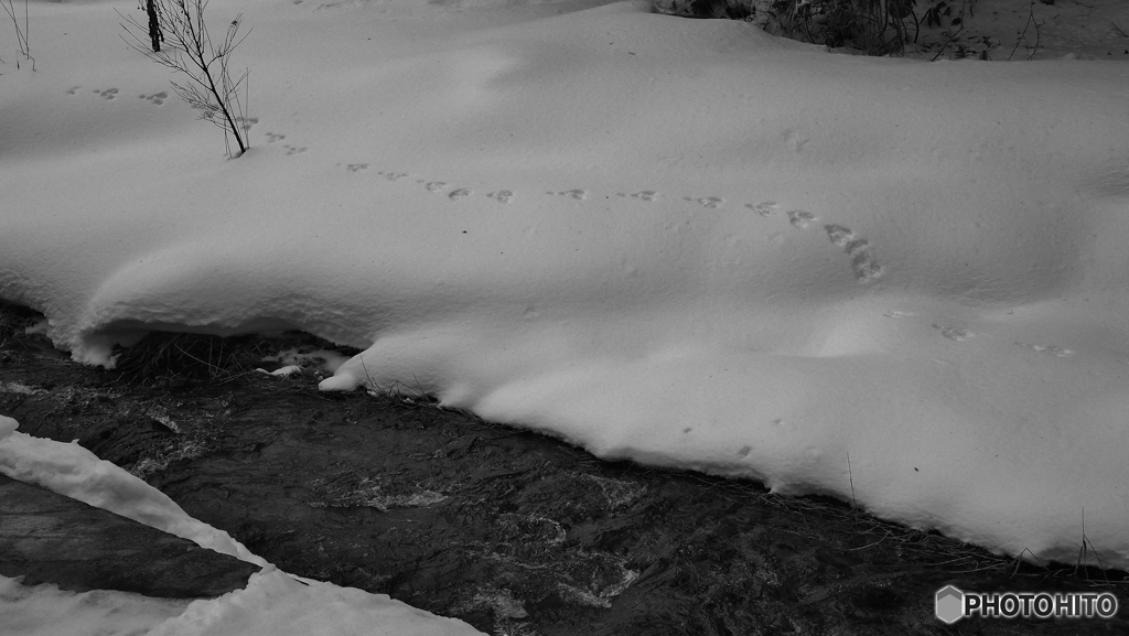 雪の上の足跡