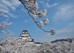 満開　もう１枚