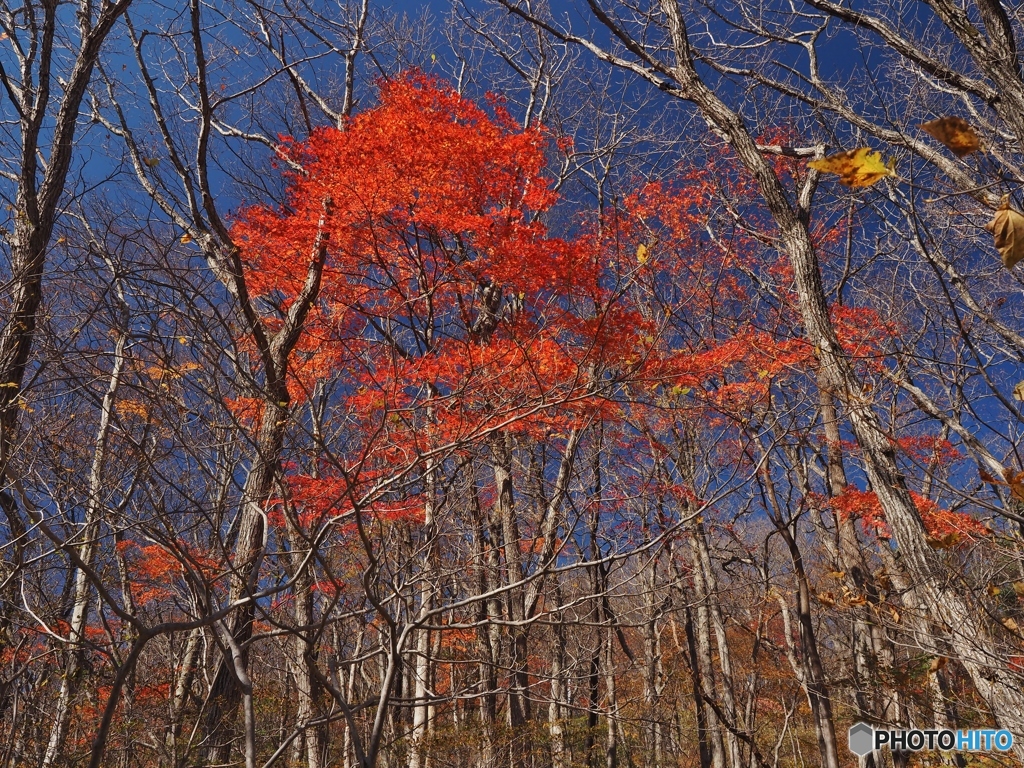 萌える紅
