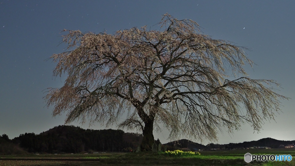 夜のしだれ桜