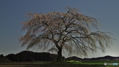 夜のしだれ桜
