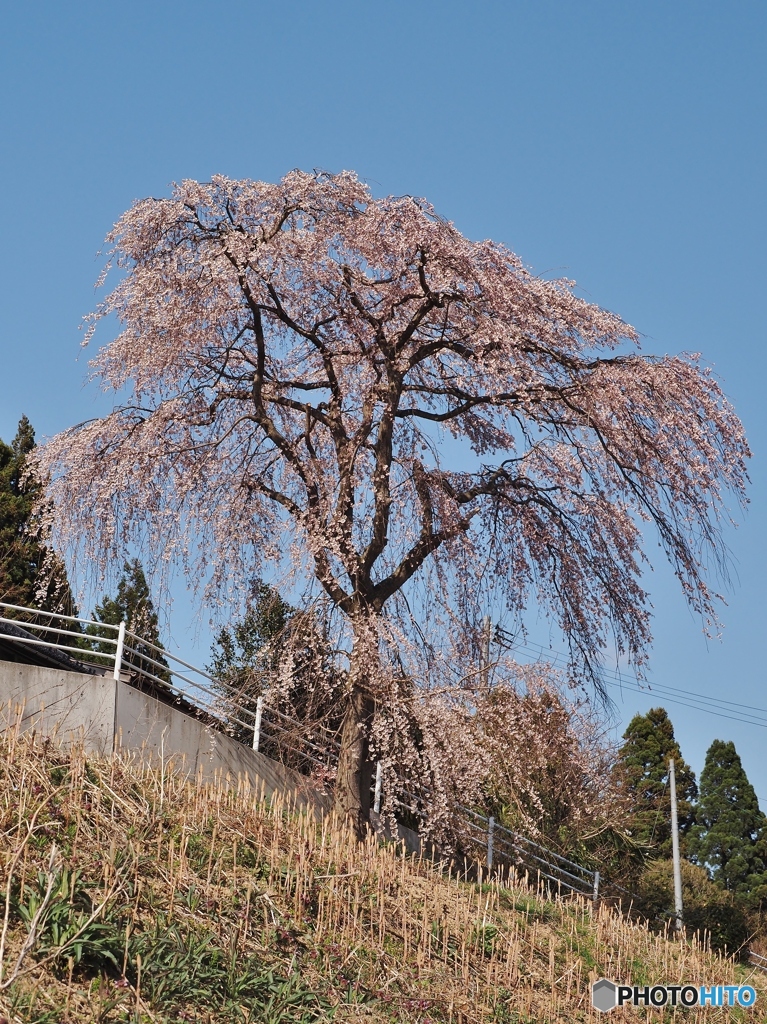 つくしづくし