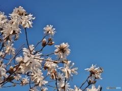 コブシが咲いたよ❀