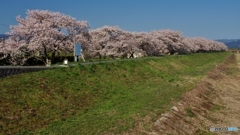 浪江町の桜１