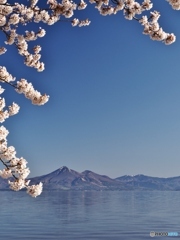 磐梯山と桜　１