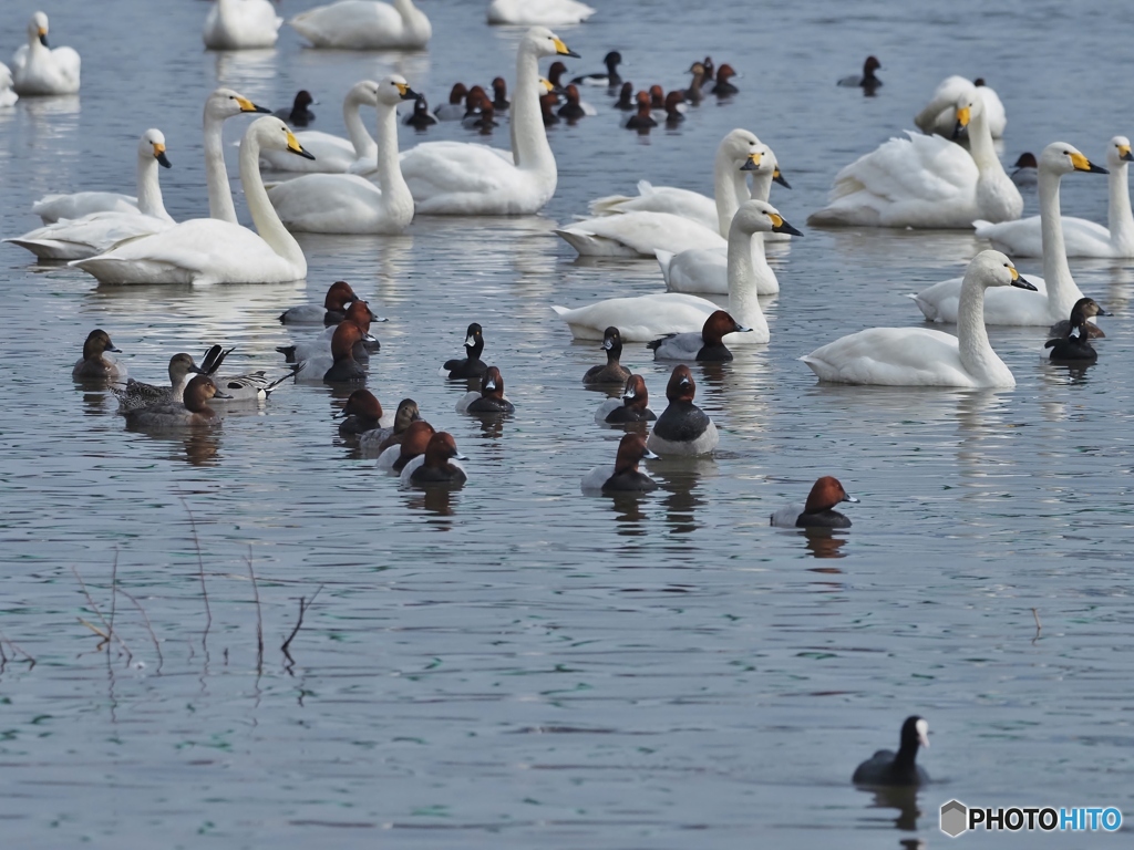 白鳥とハジロの群れ