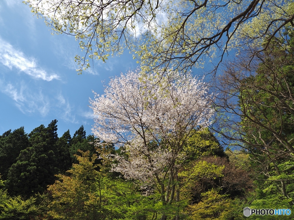 新緑と桜