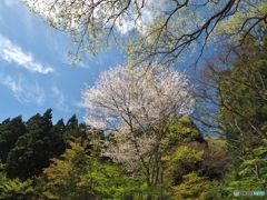 新緑と桜