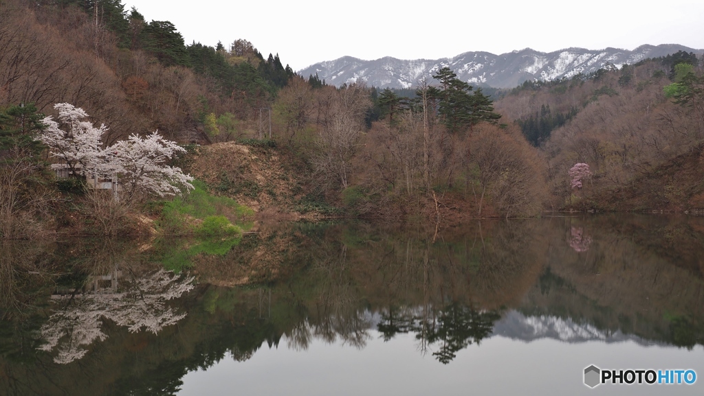 ダム湖の桜