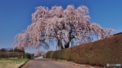 三春滝桜の子孫