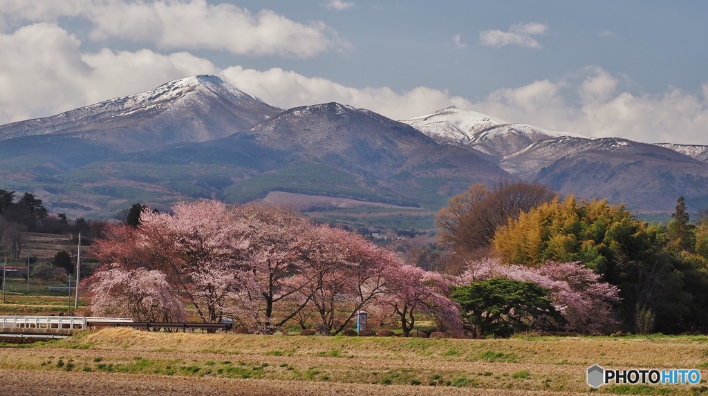 安達太良山と桜