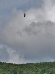 猛禽！だけど？？？