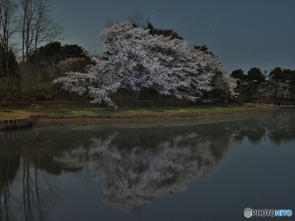 公園の池　桜