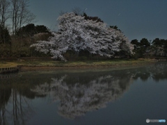 公園の池　桜