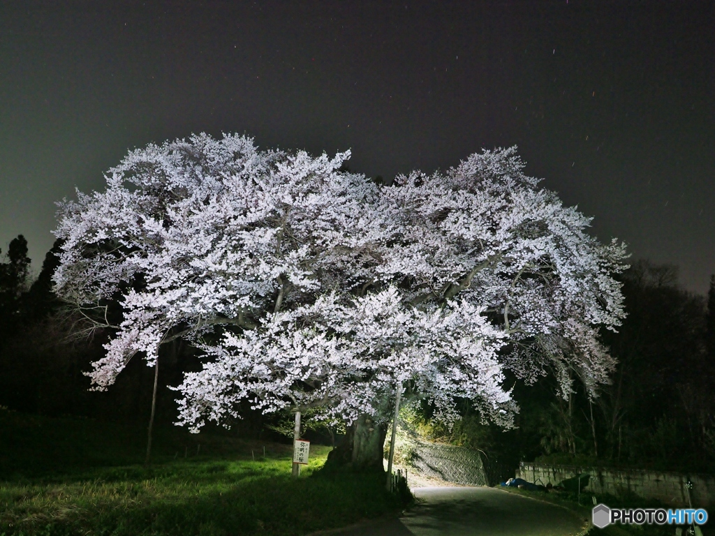 本当の満開　彌明の桜（夜景）