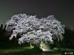 本当の満開　彌明の桜（夜景）