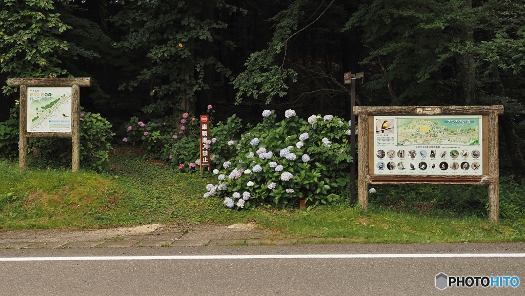 紫陽花が満開
