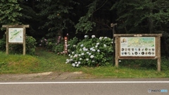 紫陽花が満開