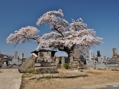 墓地の老木桜 Ⅱ