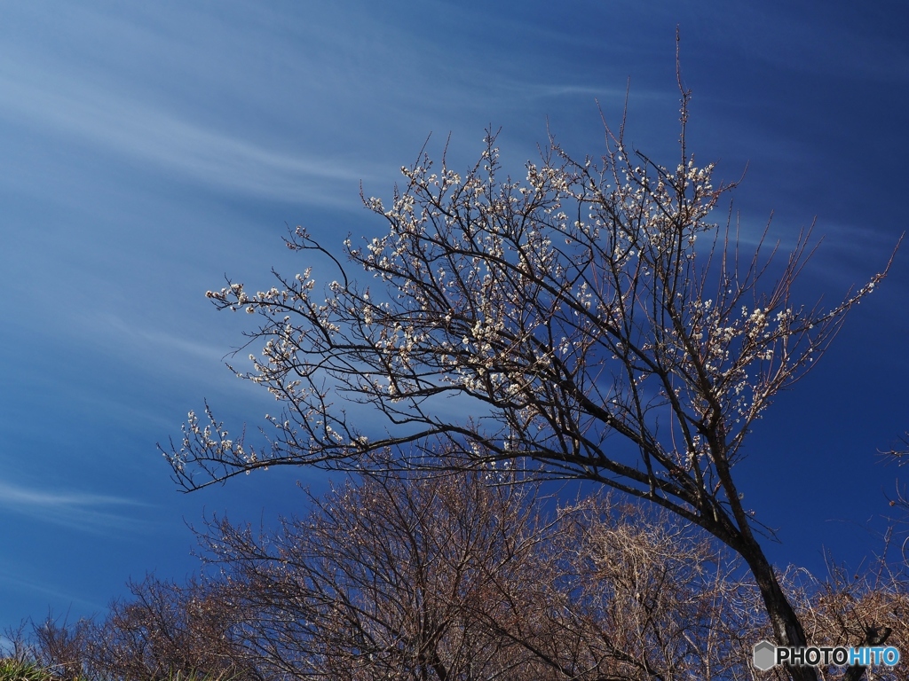 梅が咲きました。