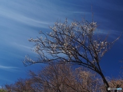 梅が咲きました。