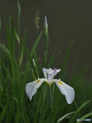 池のほとりに、