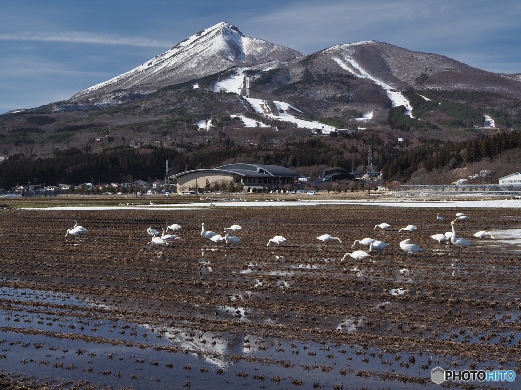 白鳥と磐梯山