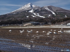 白鳥と磐梯山
