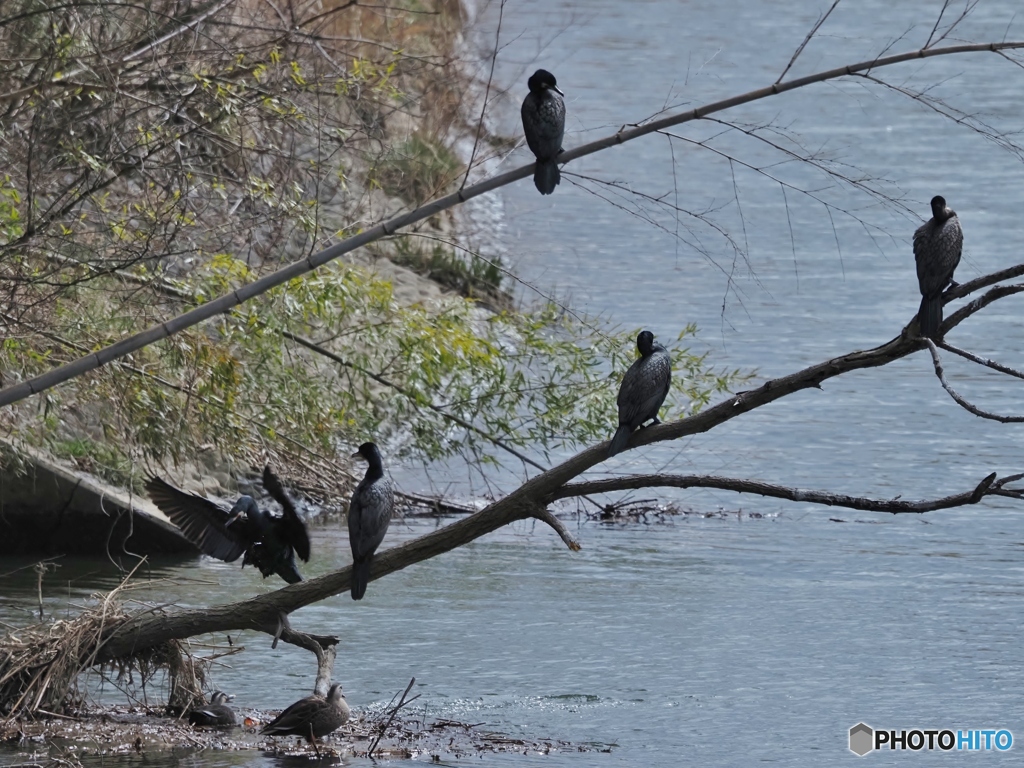 うっううううっ！かもかも？
