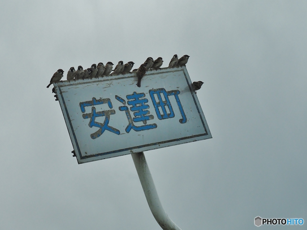 止まり木ならぬ・・・