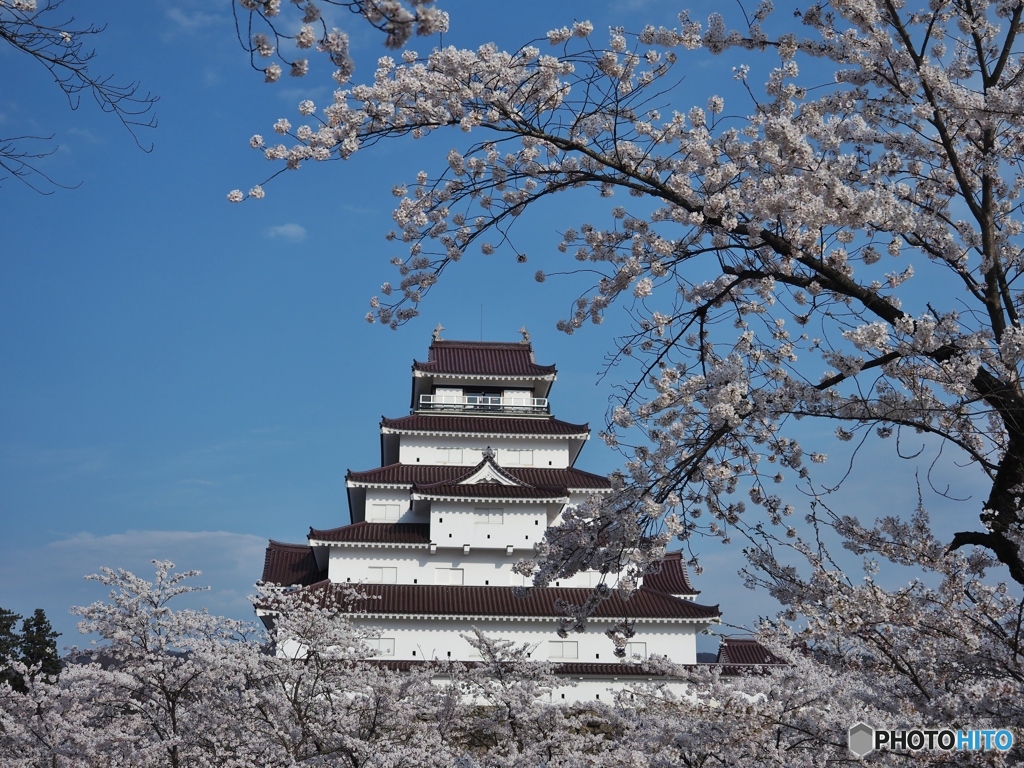 鶴ヶ城 満開