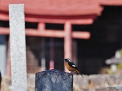 神様 降臨 Ⅱ