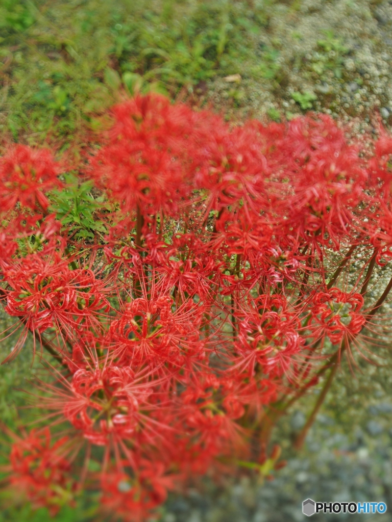 面白いレンズです。