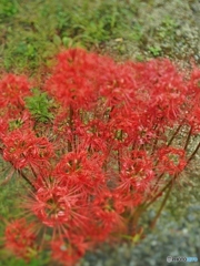 面白いレンズです。