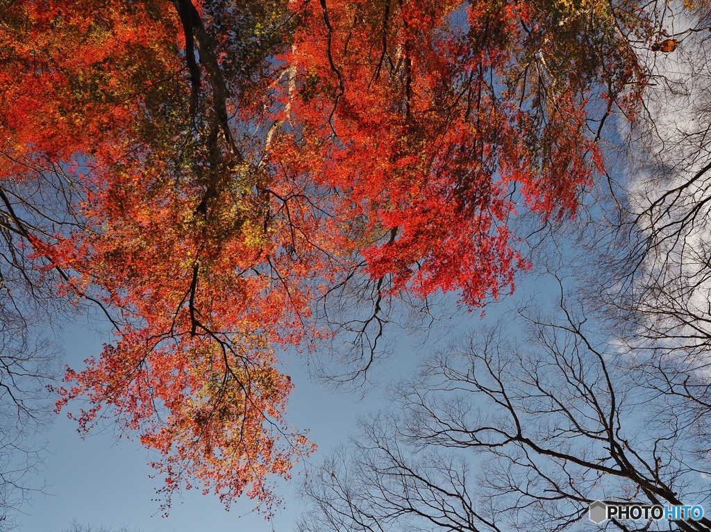 ふと、見上げると・・・