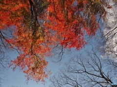 ふと、見上げると・・・