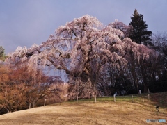 公園のしだれ桜