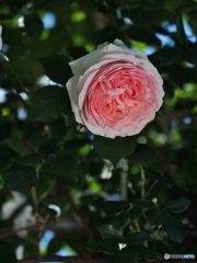 バラが咲いた！