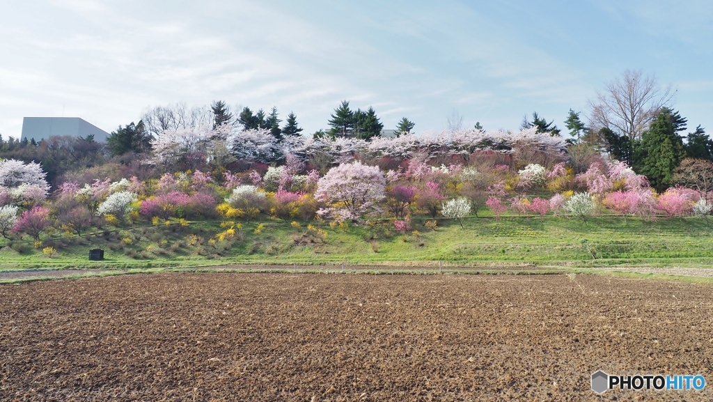 秘密の花園