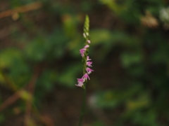 ネジ花