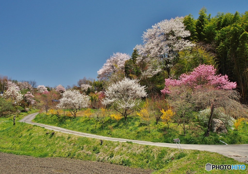 は～るよ来い！は～やく来い！