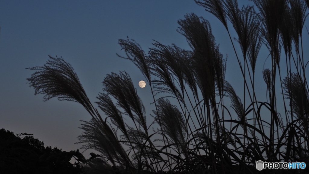 月とすすき